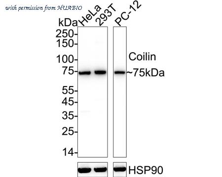 HUABIO ET7106-82 image 1
