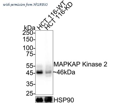 HUABIO ET7106-83 image 1