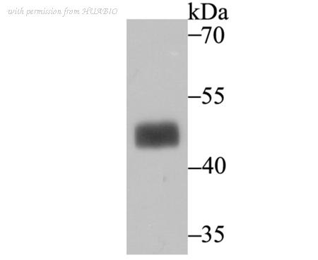 HUABIO ET7106-83 image 2