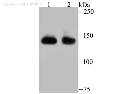 HUABIO ET7107-03 image 1