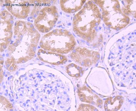 HUABIO ET7107-06 image 3