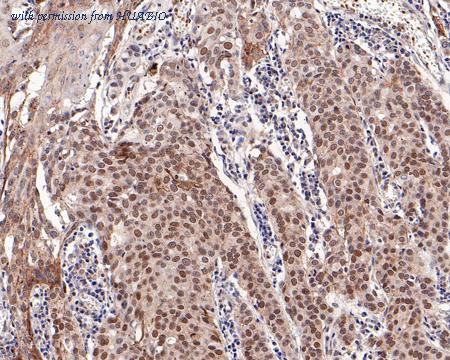 HUABIO ET7107-07 image 2