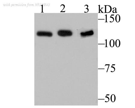 HUABIO ET7107-10 image 1