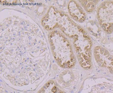 HUABIO ET7107-11 image 2