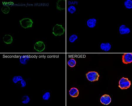 HUABIO ET7107-20 image 2