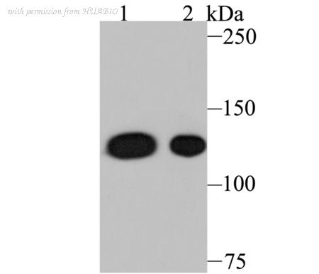 HUABIO ET7107-28 image 1