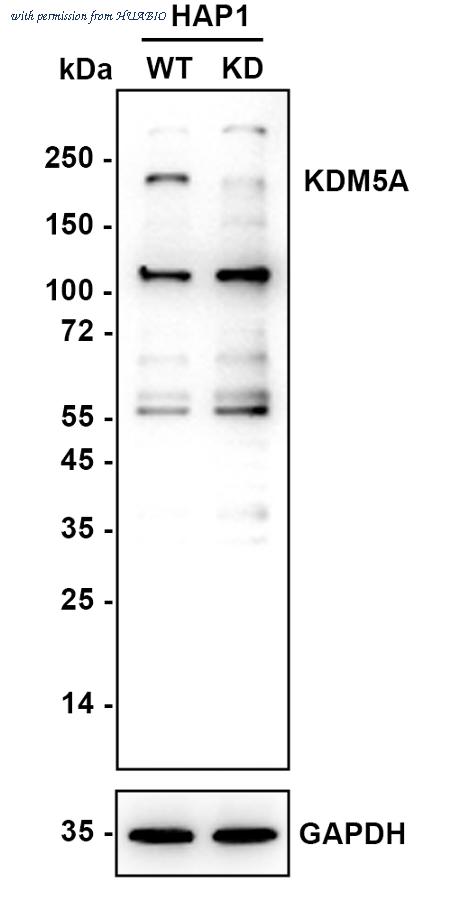 HUABIO ET7107-43 image 2