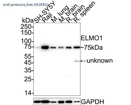 HUABIO ET7108-06 image 1