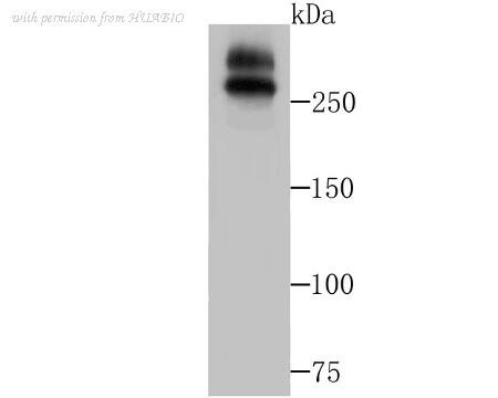 HUABIO ET7108-41 image 1