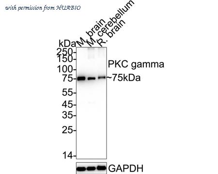 HUABIO ET7108-42 image 1