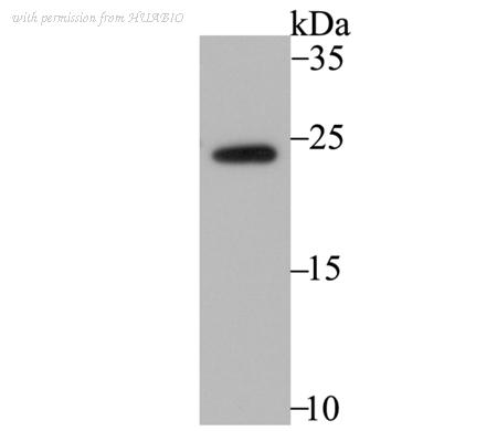 HUABIO ET7108-44 image 2
