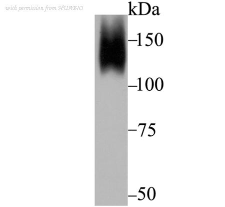 HUABIO ET7108-84 image 2