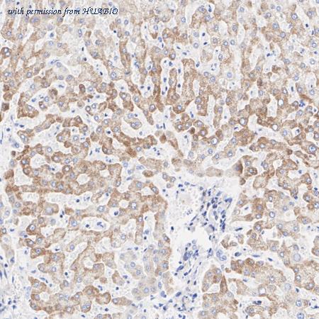 HUABIO ET7109-04 image 3