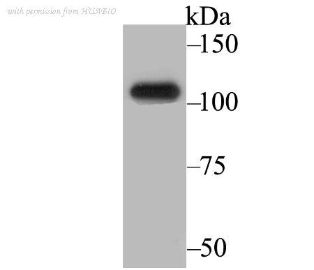 HUABIO ET7109-07 image 2