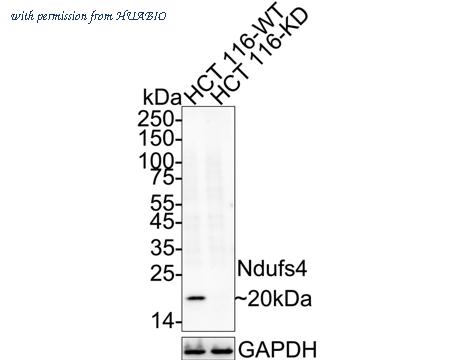 HUABIO ET7109-09 image 1