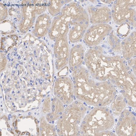 HUABIO ET7109-09 image 3