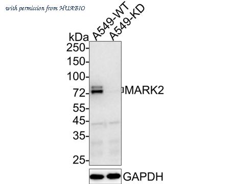 HUABIO ET7109-20 image 1