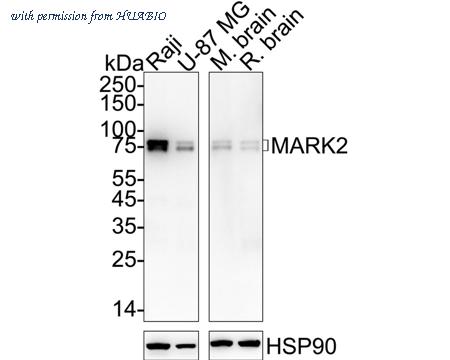 HUABIO ET7109-20 image 2