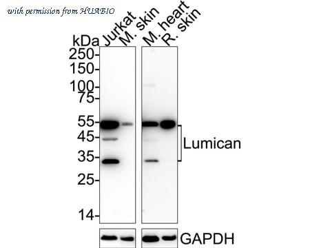 HUABIO ET7109-24 image 1