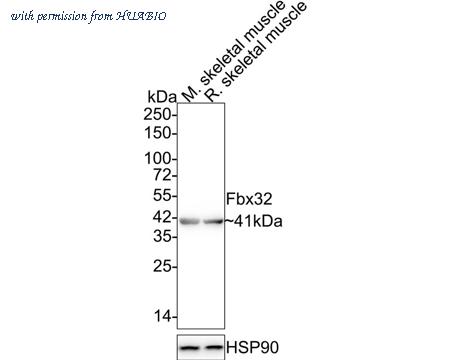 HUABIO ET7109-25 image 1