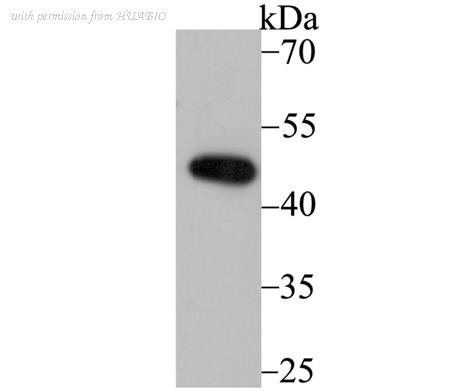 HUABIO ET7109-29 image 1