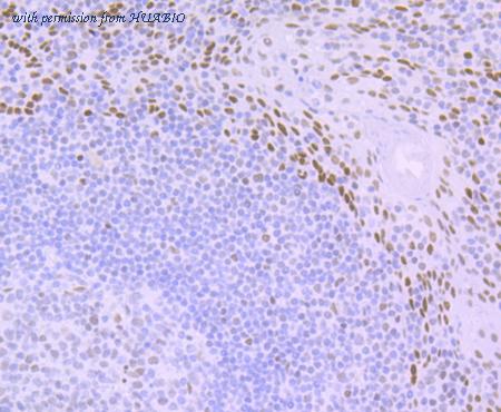 HUABIO ET7109-29 image 2