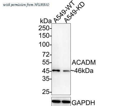 HUABIO ET7109-74 image 1