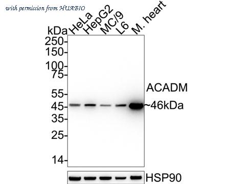 HUABIO ET7109-74 image 2