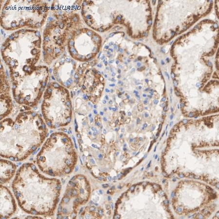 HUABIO ET7109-74 image 3