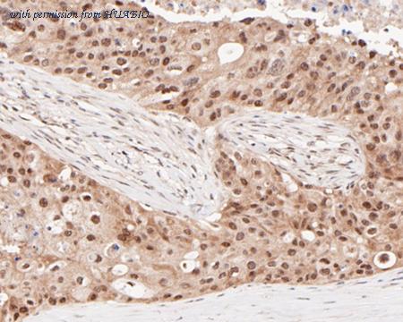 HUABIO ET7109-78 image 3