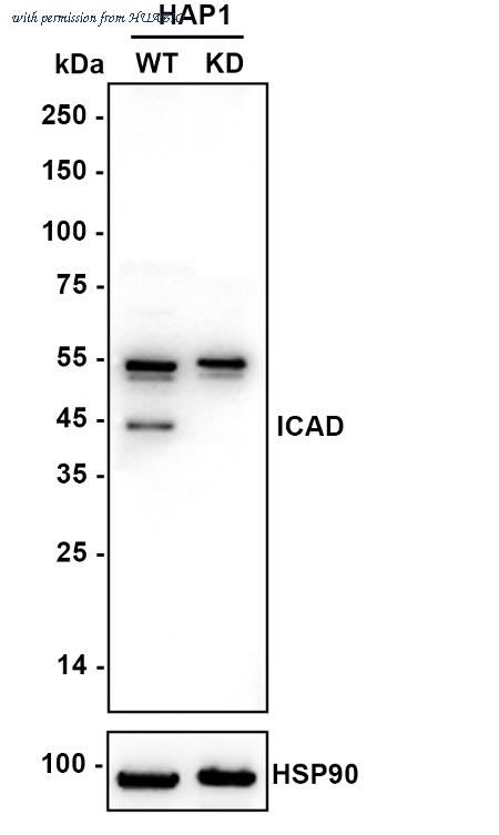 HUABIO ET7109-91 image 2