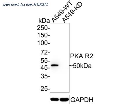 HUABIO ET7109-92 image 1