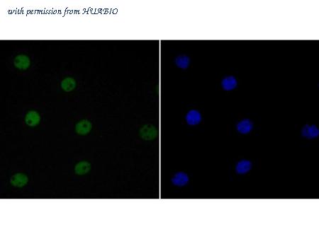 HUABIO ET7109-94 image 2