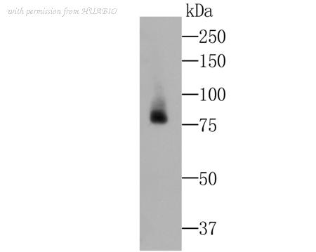 HUABIO ET7109-95 image 2