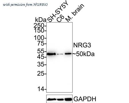 HUABIO ET7109-98 image 1
