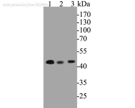 HUABIO ET7110-18 image 2