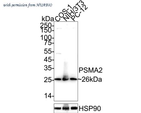 HUABIO ET7110-19 image 1