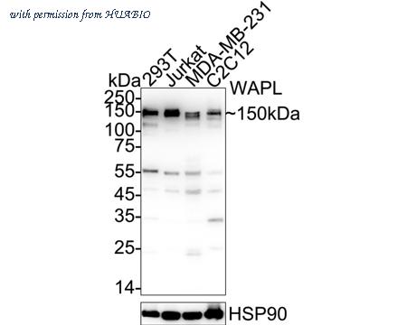 HUABIO ET7110-25 image 1