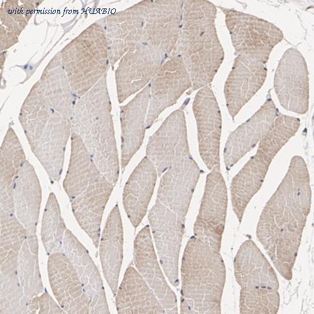 HUABIO ET7110-25 image 2