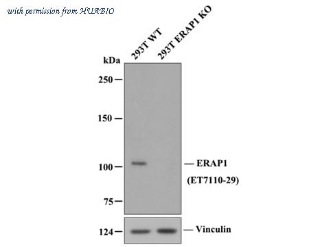 HUABIO ET7110-29 image 1