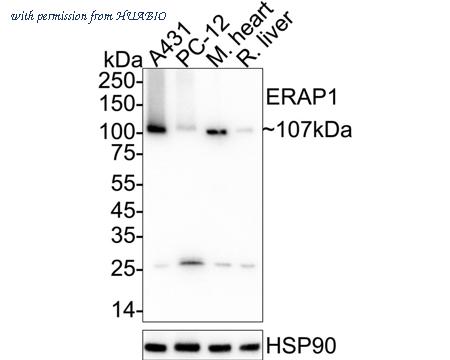 HUABIO ET7110-29 image 2