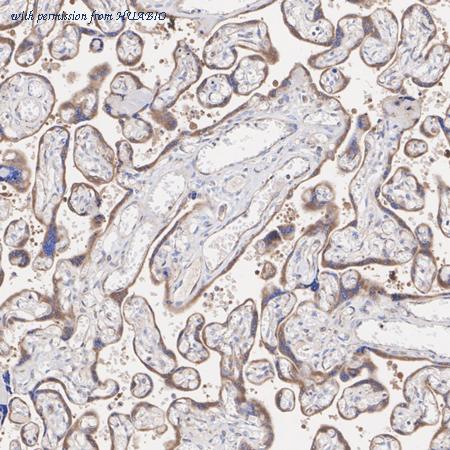 HUABIO ET7110-29 image 3