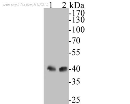 HUABIO ET7110-39 image 1