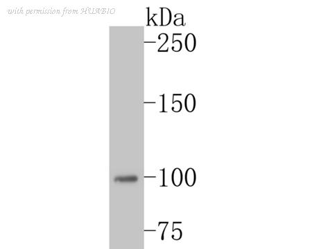HUABIO ET7110-50 image 2