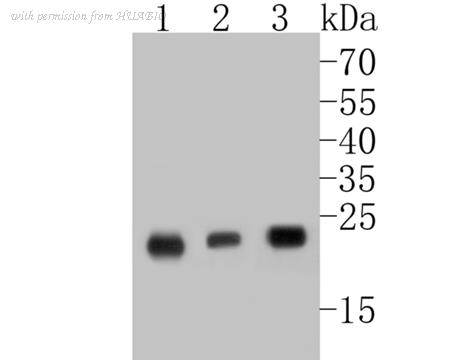 HUABIO ET7110-52 image 1