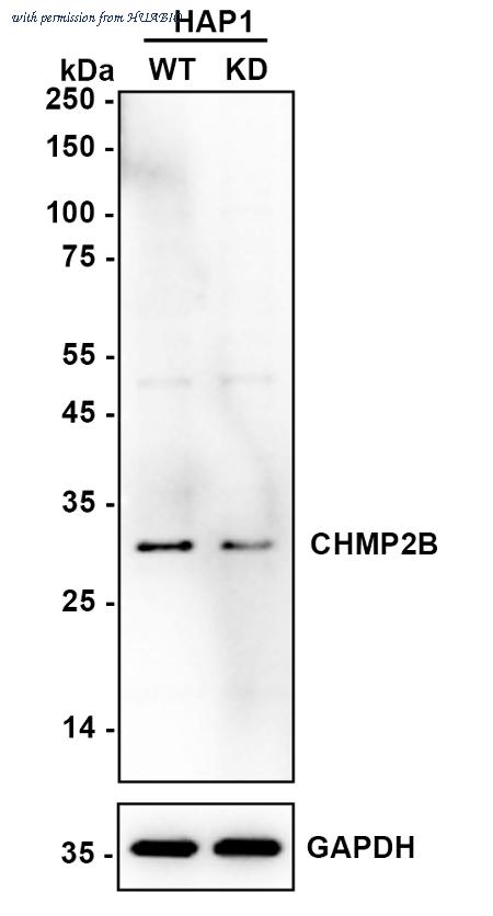 HUABIO ET7110-67 image 1