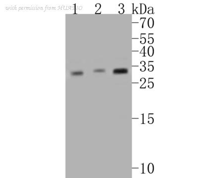 HUABIO ET7110-67 image 2