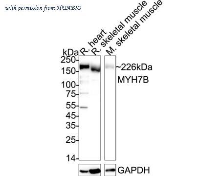HUABIO ET7110-69 image 1