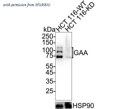 HUABIO ET7110-77 image 2