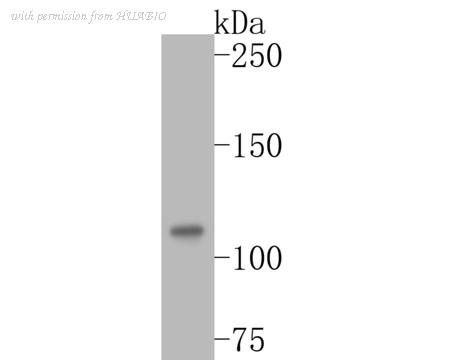 HUABIO ET7110-83 image 2